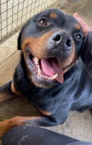 Rotty